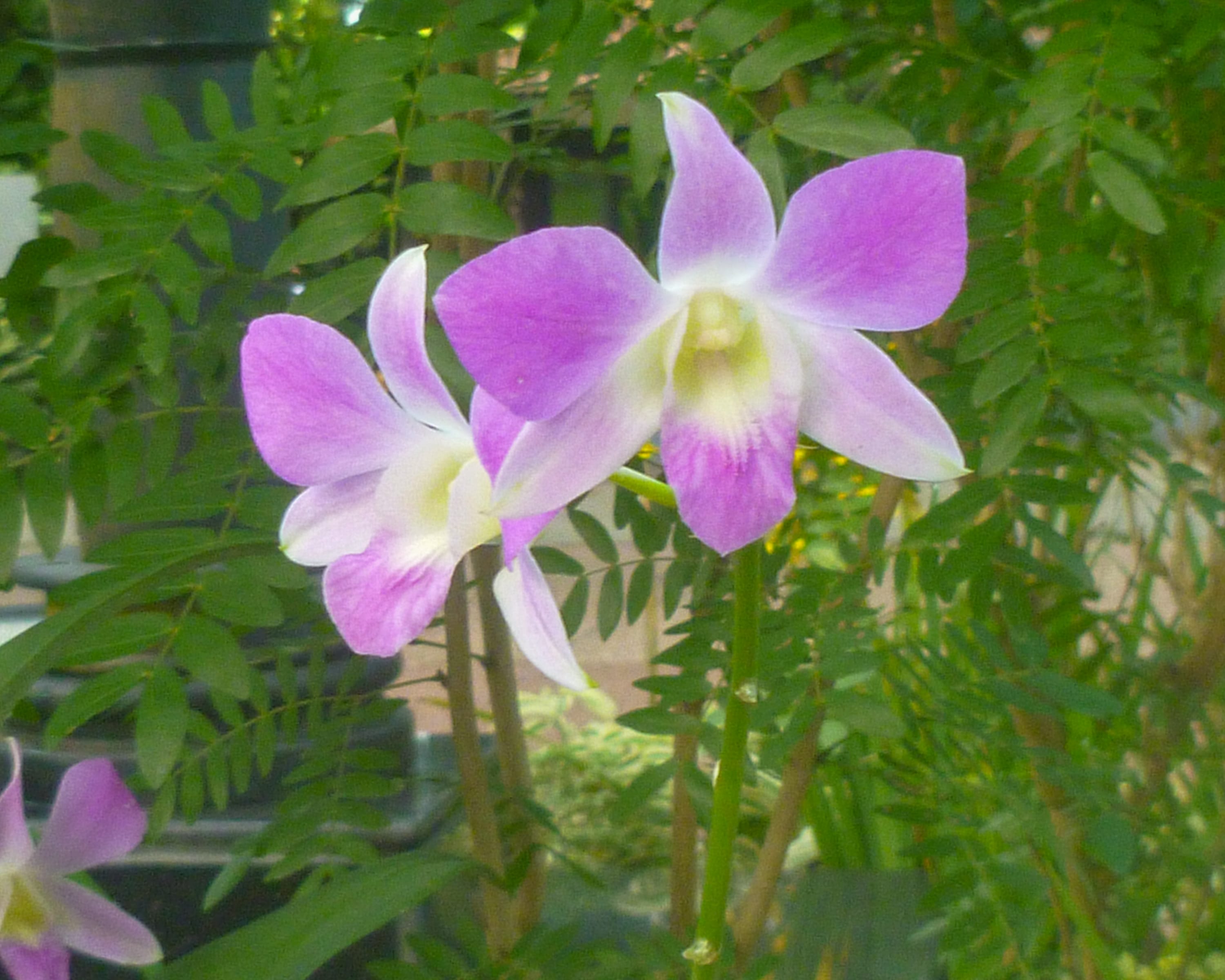 Two pink and white orchid blooms with yellow centers surrounded by green leafy foliage.